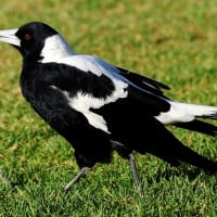 WARNING! It's Magpie Season and Kids Are Once Again Under Attack