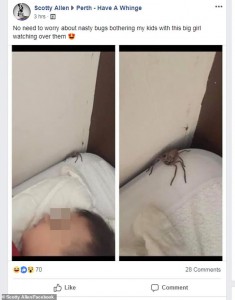 spider in bed