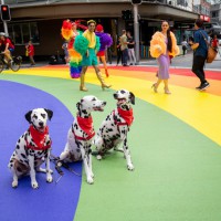 The Rainbow Crossing Returns To Sydney...Just In Time For Mardi Gras!