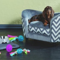 Aldi Is Bringing Back Its Pet Collection