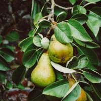 Mother Shocked to Discover Metal Pellet in Pear