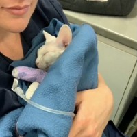 Vet's Warning After ANOTHER Pet Swallows Coles Collectable