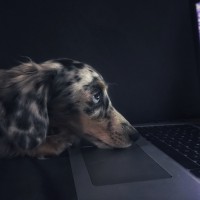 This Dad Trained The Dog To Make Daughter Do Homework