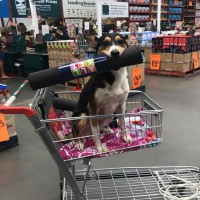 Pet Owners Divided Over Bunnings Dog Rule