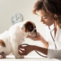 Anti-vaxxers Now Refusing to Vaccinate Pets Due to Health Concerns