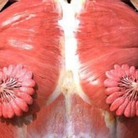 Viral Image Showing What Milk Ducts Looks Like is Actually False