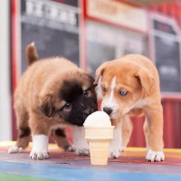 The Gelato That You And Your Dog Can Both Enjoy!
