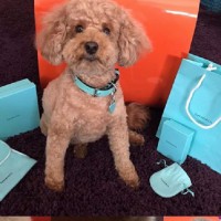 The Most Indulgent Gift for Your Dog EVER!