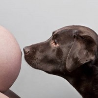 Pregnant Woman's VERY Bizarre Demand of Dog Owner