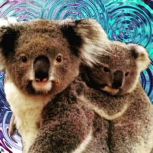 Mama koala Bear