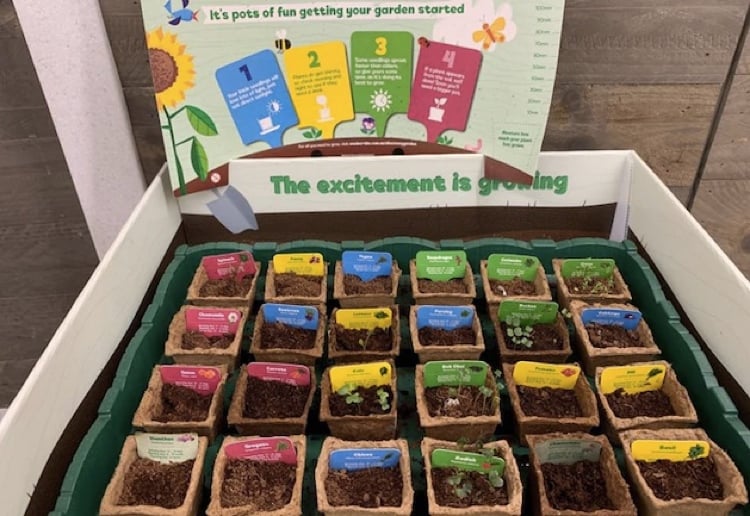 woolworths-discovery-garden-seeds-750x516