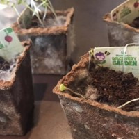 Is it Time to Bin Your Woolworths Discovery Garden Collection