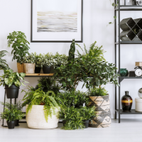 10 Beautiful Indoor Plants You NEED In Your Home