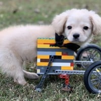 Disabled Puppy Gets A LEGO Wheelchair