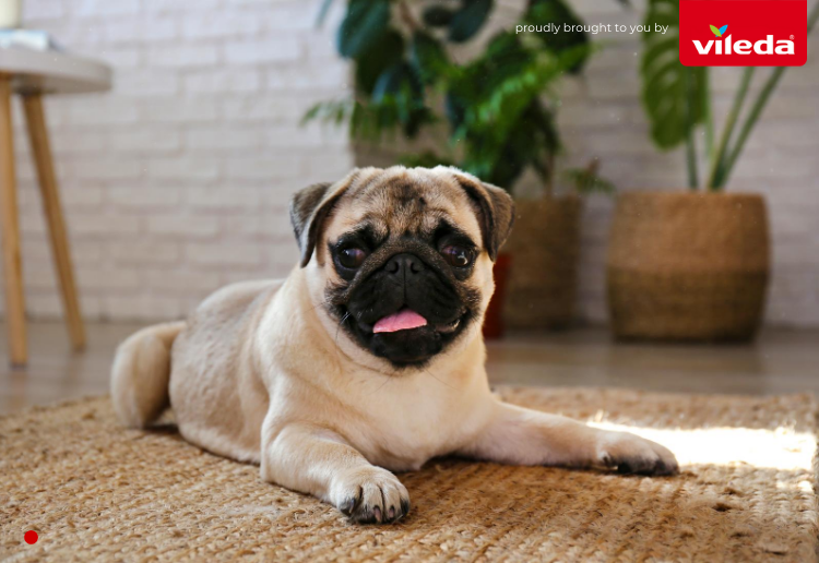 How To Keep Your Floors Clean With Dogs - Mouths of Mums