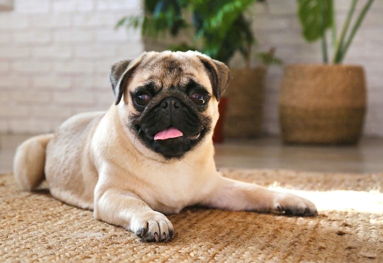 How To Keep Your Floors Clean With Dogs Mouths of Mums