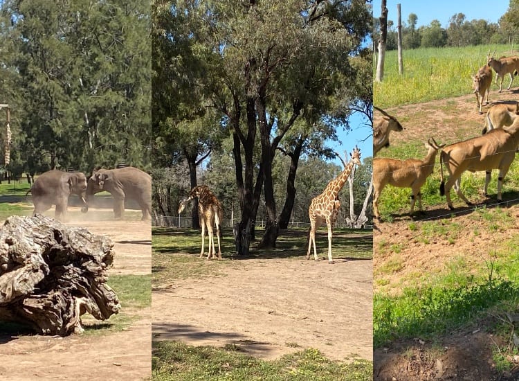 dubbo-zoo-animals