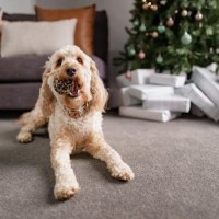 The Deadly Danger Of Christmas For Our Pets
