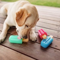 How To Keep Pets Safe And Happy This Sweltering Summer