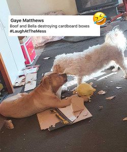 Oates LaughAtTheMess Pets Boof and Bella