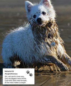 Oates LaughAtTheMess Pets