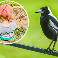 Mum's Warning After Toddler Attacked By Magpie