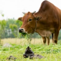 Eating Cow Poo Helps During Childbirth, Doctor Claims