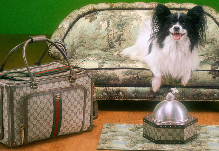 Gucci pet collection