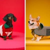 New Gucci Pet Collection Includes $12,700 Dog Bed