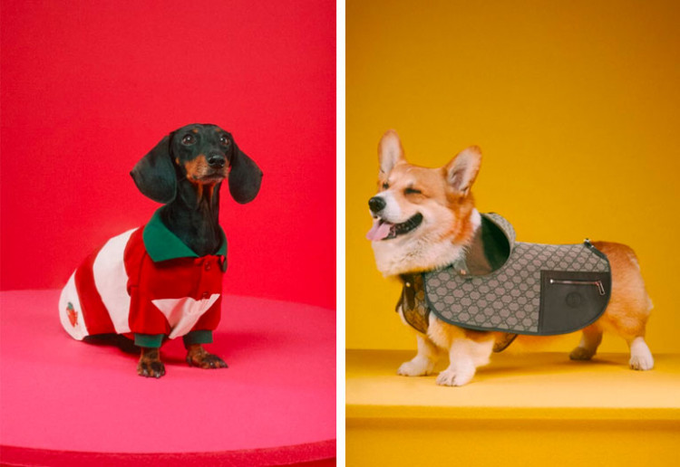 New Gucci Pet Collection Includes $12,700 Dog Bed