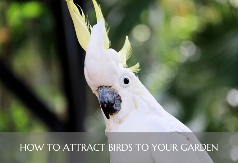 mom-attract native birds to garden