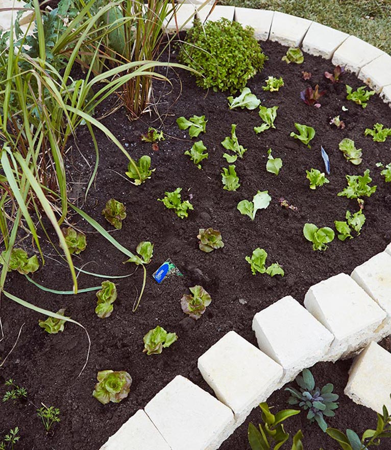 Veggie patch featuring Miniwall bricks