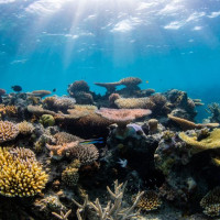 Be Part Of The Great Reef Census, Without Leaving Home