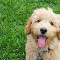 Australia's Most (And Least) Popular Dog Names Revealed