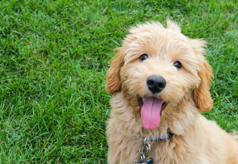 australia-s-most-and-least-popular-dog-names-revealed-mouths-of-mums