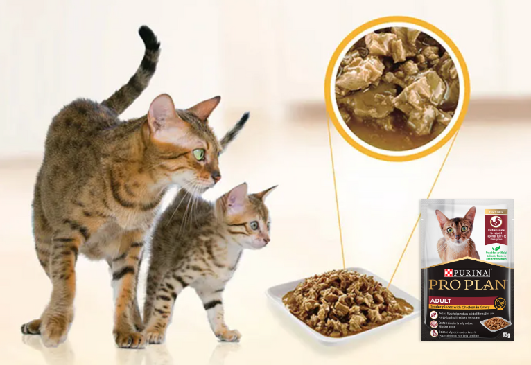 PRO PLAN Adult Chicken Wet Cat Food Pouch Review In Article Image