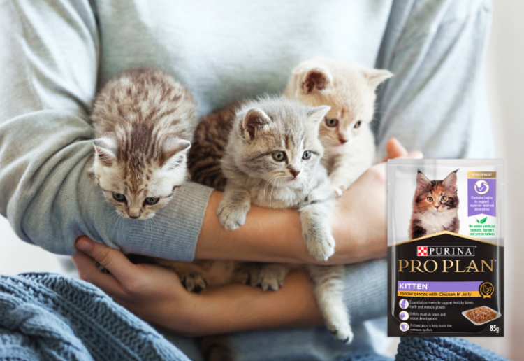 Pro plan outlet kitten dry food