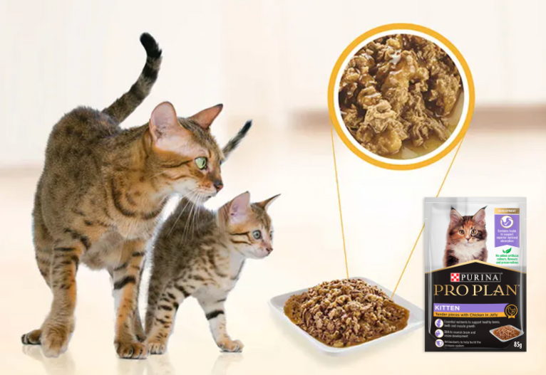 PRO PLAN Kitten Chicken in Jelly Wet Cat Food Pouch Review