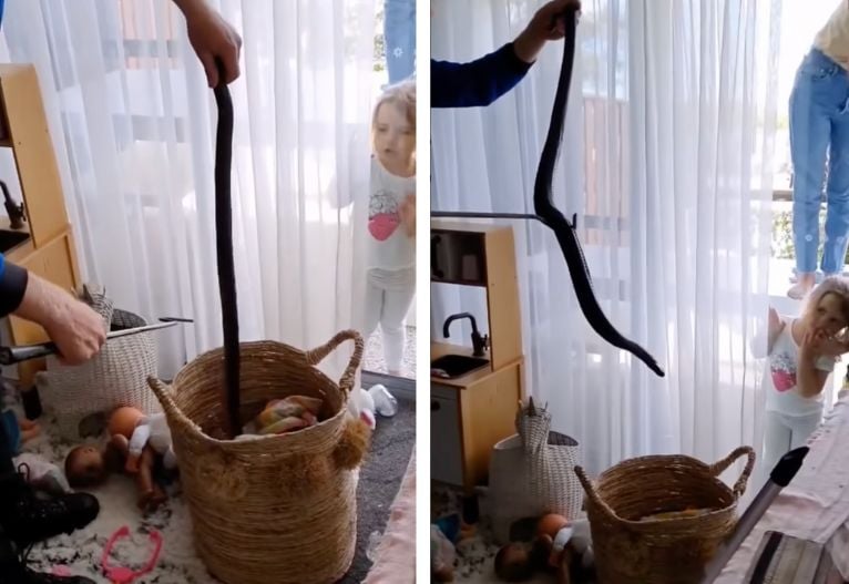 snake in toy basket