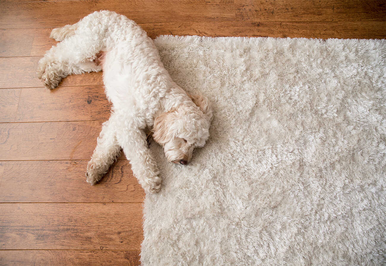 Dog lying on a fluffy rug.