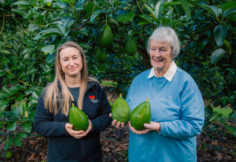 Jala avocados