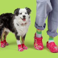 Crocs For Pets Are Coming