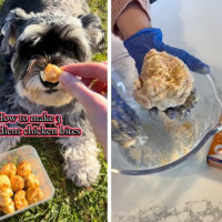 3 Ingredient Chicken Bites